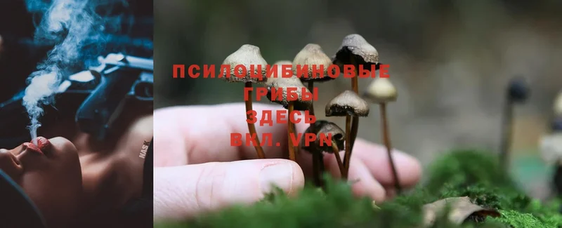 Галлюциногенные грибы Psilocybe  что такое наркотик  Мышкин 